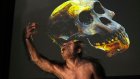 Lucy and Selam fossils go on display in Europe for the first time