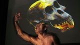 Lucy and Selam fossils go on display in Europe for the first time